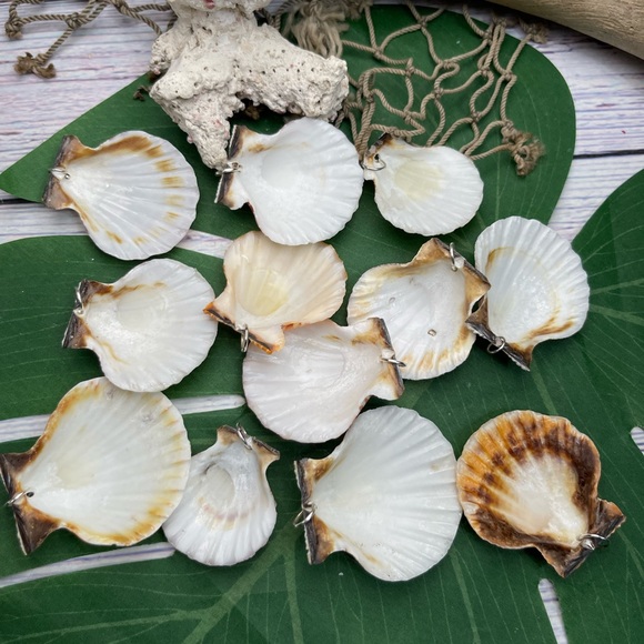 REAL Seashells Scallop Shells Pendants /Charms Lot with silver tone jump rings - Picture 14 of 16